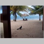 014 Jaguar Reef Lodge - Lunch Visitor - A Grackle.JPG